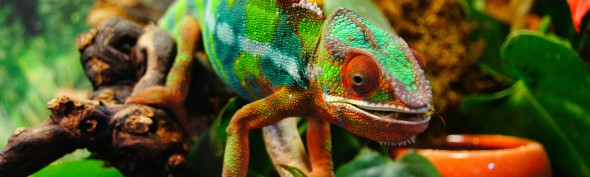 chameleon-226287_1920-590x177.jpg